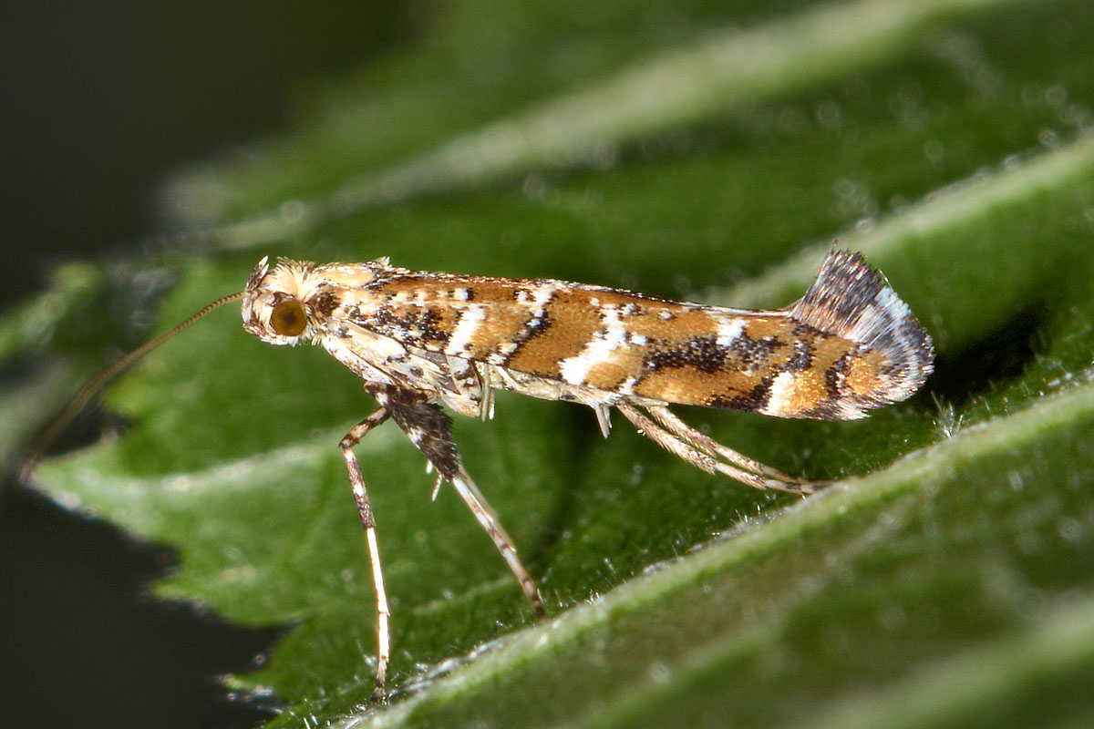 Gracillaridae: Gracillaria syringella